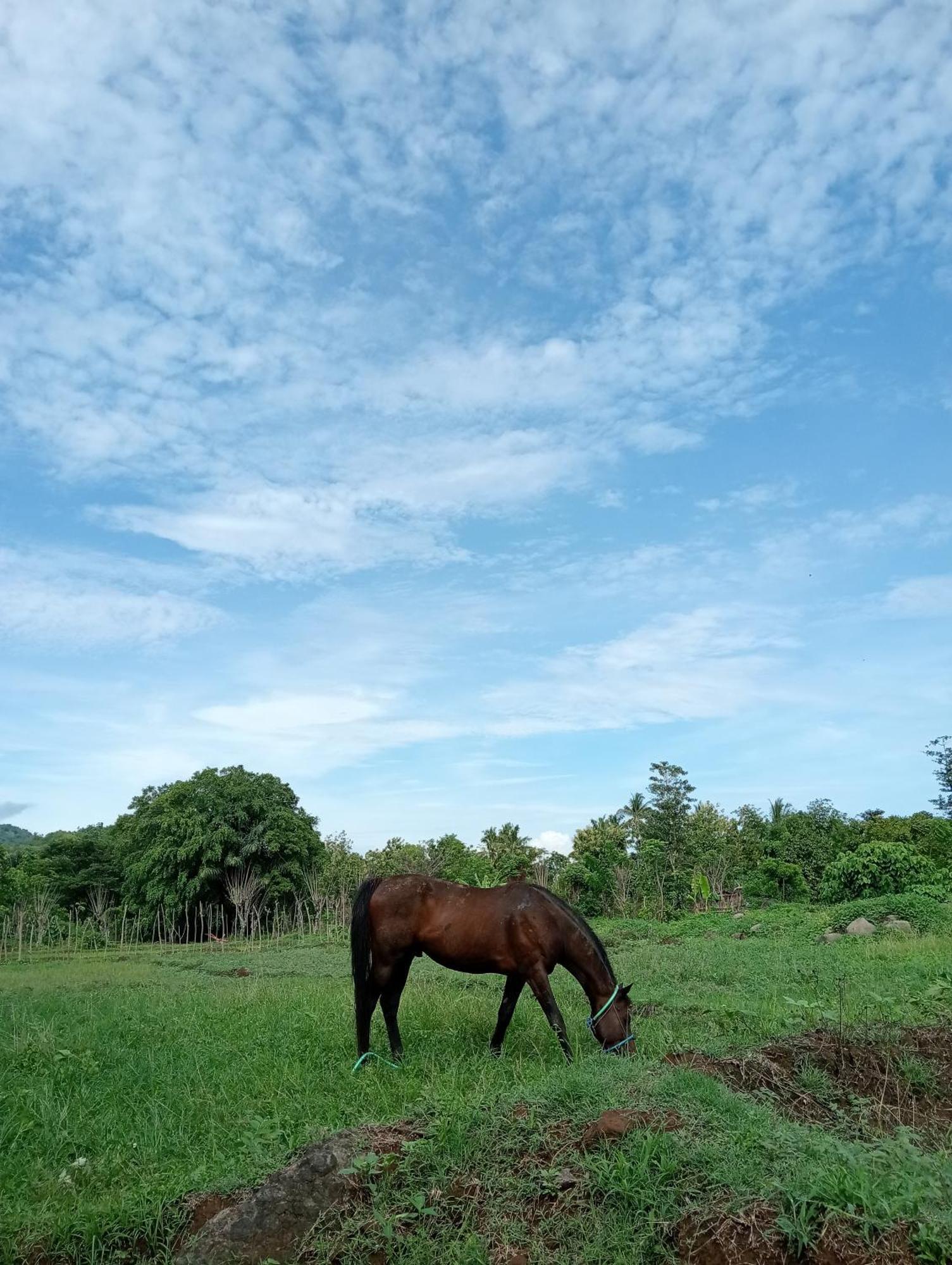 Tiu Batu Homestay Alas 외부 사진